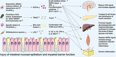 Multi-target regulation of intestinal microbiota by berberine to improve type 2 diabetes mellitus